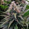 Close-up of a vibrant 24k Gold Strain Feminized Seeds plant, showcasing its dense buds and frosty leaves. Ideal for cannabis cultivation enthusiasts.