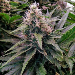 Close-up of a vibrant 24k Gold Strain Feminized Seeds plant, showcasing its dense buds and frosty leaves. Ideal for cannabis cultivation enthusiasts.