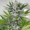 Close-up of a flowering cannabis plant grown from 98 Aloha White Widow Strain Feminized Seeds, showing trichome-covered buds and vibrant green leaves.