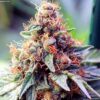 Close-up of a vibrant, trichome-covered cannabis bud, showcasing the dense structure of Ace of Spades Strain Feminized Seeds. Buy premium seeds now.