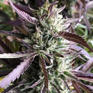 Close-up image showcasing the dense, frosty buds and vibrant purple leaves of a mature Gelato Strain Regular Seeds plant. Superior genetics are evident.