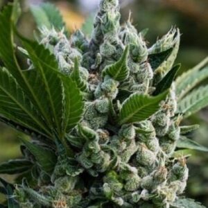 Close-up of a mature cannabis flower showcasing trichome coverage, highlighting the potency of Gorilla Glue Strain Regular Seeds.