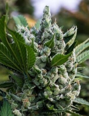 Close-Up Of A Mature Cannabis Flower Showcasing Trichome Coverage, Highlighting The Potency Of Gorilla Glue Strain Regular Seeds.