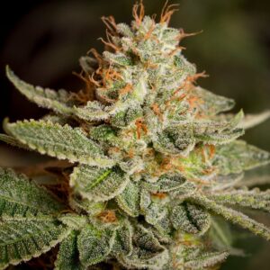 Close-up of a mature Sour Diesel Strain Regular Seeds bud, showcasing its trichome-covered leaves and vibrant orange pistils. Perfect for cultivation information.
