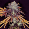 Premium Alien Technology Strain Regular Seeds. Image Showcases The Unique, Frosty Buds And Vibrant Purple And Golden Leaves Of This Popular Cannabis Strain.