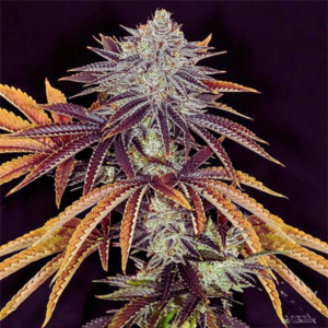 Premium Alien Technology Strain Regular Seeds. Image Showcases The Unique, Frosty Buds And Vibrant Purple And Golden Leaves Of This Popular Cannabis Strain.