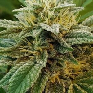 Close-up of a vibrant cannabis flower. Buy A-Train Strain Feminized Seeds for a high-quality, potent yield. See our selection of seeds today!