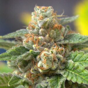 Close-up of a mature Agent Orange Strain Feminized Seeds flower, showcasing its trichome-covered buds and orange pistils. Buy Agent Orange Strain Feminized Seeds here.