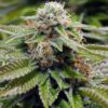 Close-Up Showcasing The Trichome-Rich Bud Of The Alien Gorilla Glue Strain Regular Seeds. View Details And Purchase These Premium Cannabis Seeds Now.