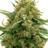 Close-up of a frosty Alpine Star Strain, showcasing the premium Alpine Star Feminized Marijuana. A quality cannabis flower exhibiting potent characteristics.