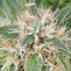 Close-Up Of A Mature Amnesia Lemon Strain Regular Seeds Plant Showing Trichome-Covered Buds. Purchase Amnesia Lemon Seeds For Cultivation.