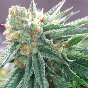 Close-up of a frosty, dense bud showcasing the potent resin production of Bruce Banner Strain Regular Seeds. Premium quality genetics for discerning growers.
