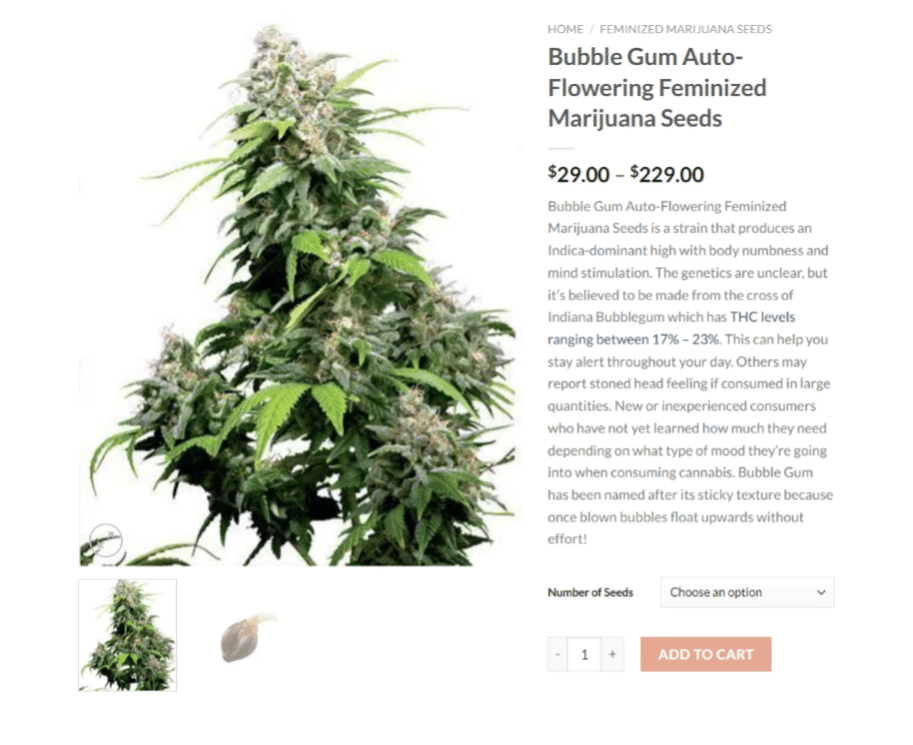 bubble gum autoflowering marijuana seeds