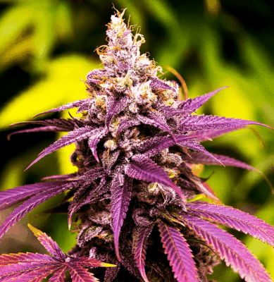 Close-Up View Of A Vibrant Purple Cannabis Bud Showcasing The Premium Quality Of Granddaddy Purple Strain Regular Seeds. Ideal For Cultivators Seeking Robust Genetics.