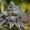 Close-up of the Grape Ape Strain Feminized Seeds' mature bud, showcasing trichome coverage and vibrant purple hues. High-quality genetics for potent plants.