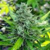 Close-up of a mature cannabis bud. Explore our selection of Haze Strain CBD Seeds for high-quality, low-THC cultivation and experience the difference.