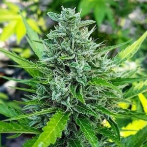 Close-up of a mature cannabis bud. Explore our selection of Haze Strain CBD Seeds for high-quality, low-THC cultivation and experience the difference.