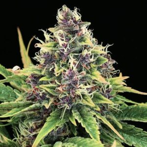 Close-up of a vibrant purple and green cannabis flower, showcasing the quality of Hindu Kush Strain Regular Seeds. Perfect for cultivation.