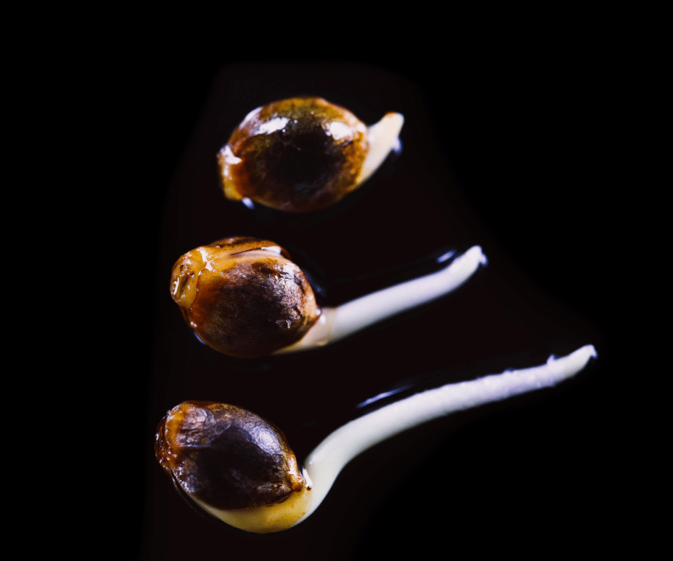 How To Germinate Cannabis Seeds