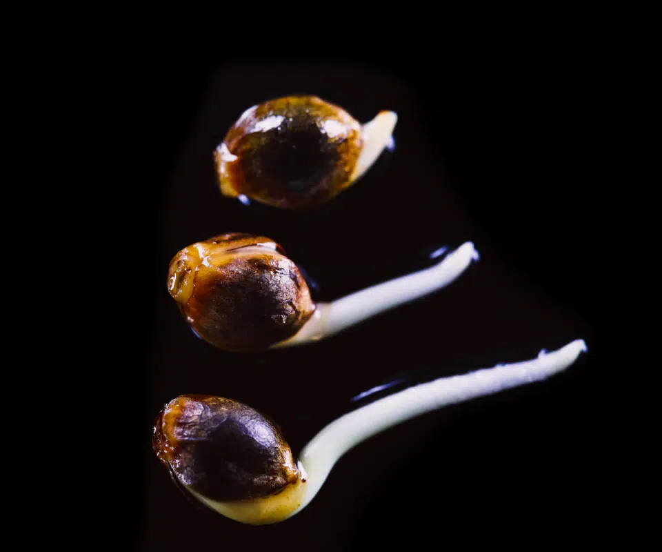 How To Germinate Marijuana Seeds: Complete 2026 Guide How To Germinate Cannabis Seeds