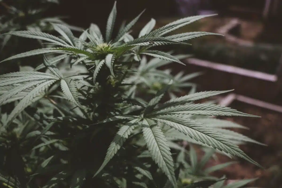 Marijuana Plant