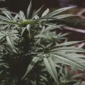 Marijuana Plant