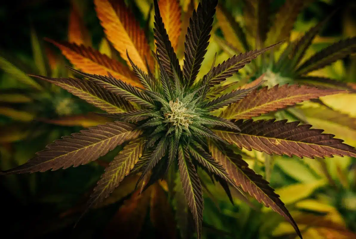 Marijuana Plants