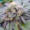 Close-up of a vibrant Star Killer Strain Feminized Seeds cannabis flower, showcasing its trichome-covered buds and delicate pistils, ready for harvest and cultivation.
