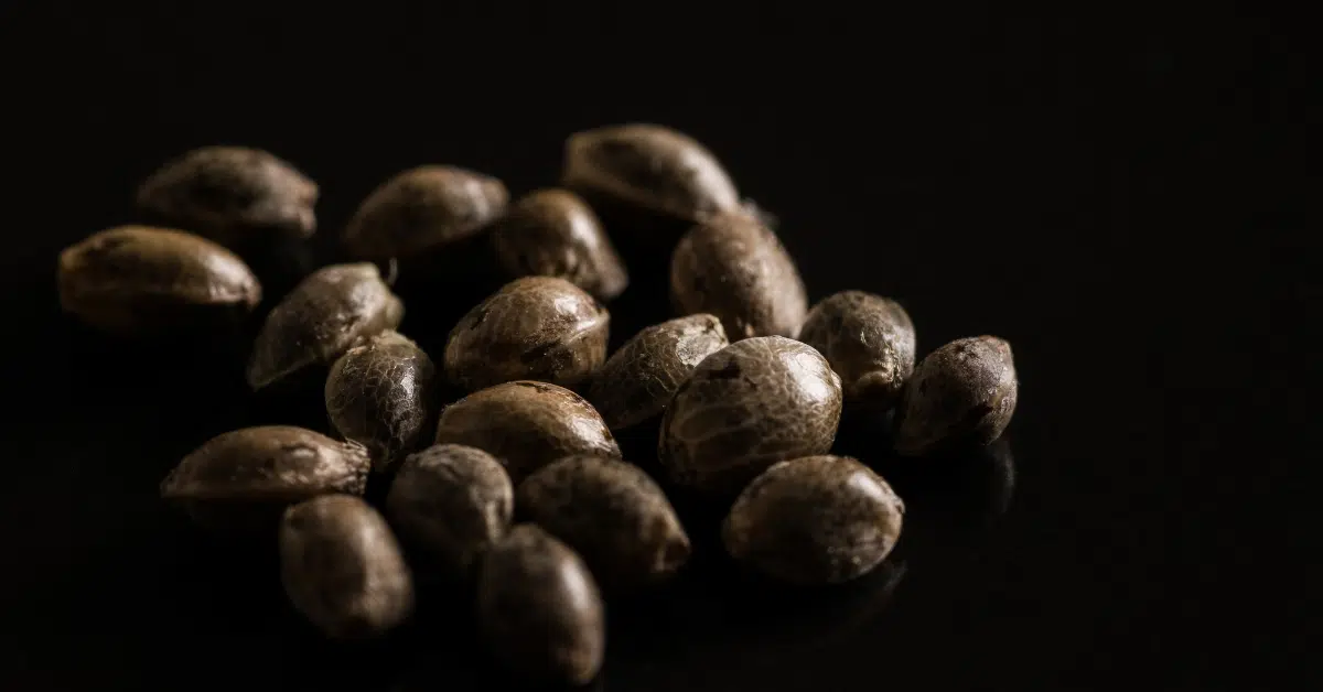 What Are Autoflowering Marijuana Seeds