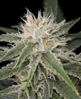 Close-Up Of A Mature Cannabis Bud, Showcasing The Frosty Trichomes Of The White Widow Strain Autoflower Seeds, Highlighting Its Potency And Quality.
