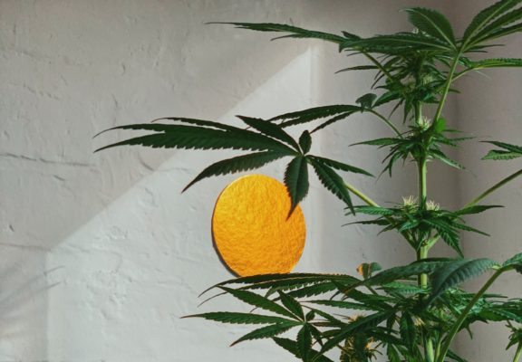 Growing-Marijuana-Indoors