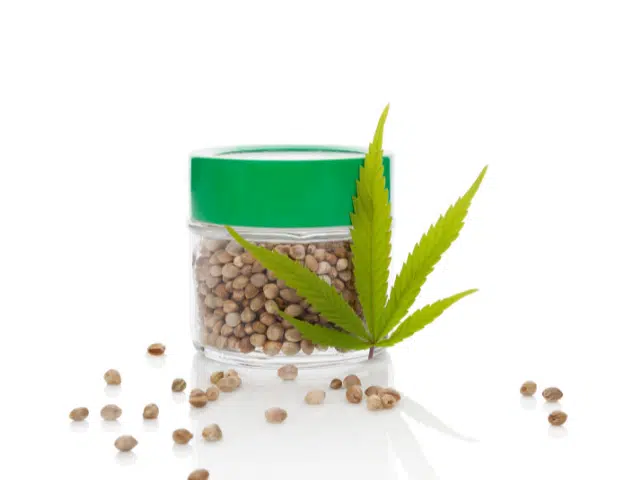 Auto-Flowering Vs Feminized Marijuana Seeds Difference Between Auto-Flowering And Feminized Marijuana Seeds