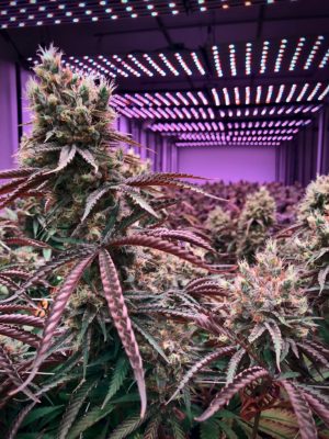 growing marijuana plant indoors