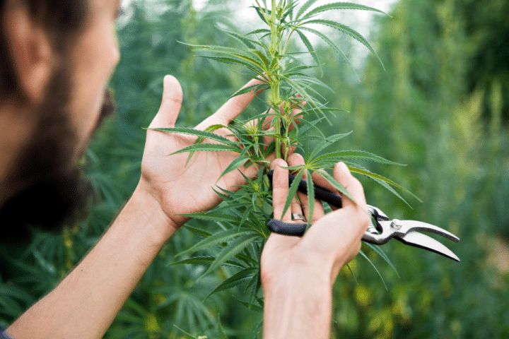 Caring For Marijuana Plant