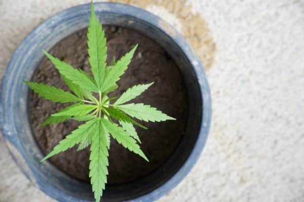 Auto-flowering marijuana plant growing in soil