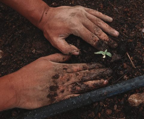 How Long From Seed To Harvest Marijuana How-Long-From-Seed-To-Harvest-Marijuana-Growing-In-Soil