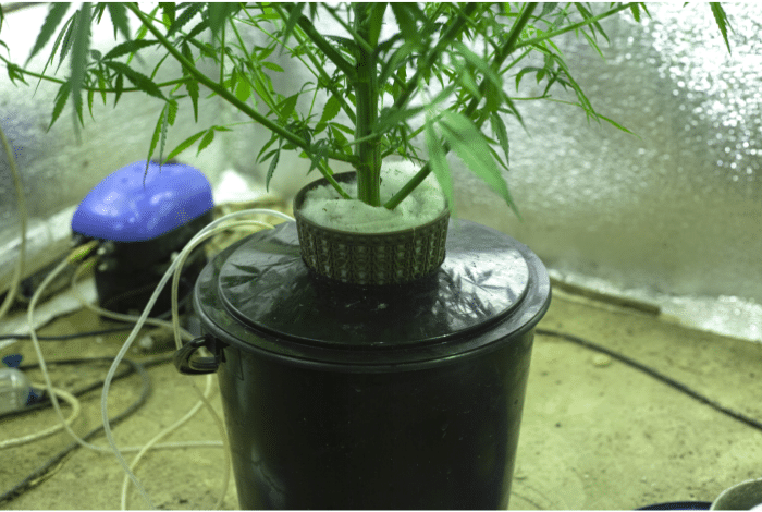 How To Grow Auto-Flowering Seeds Using Hydroponics