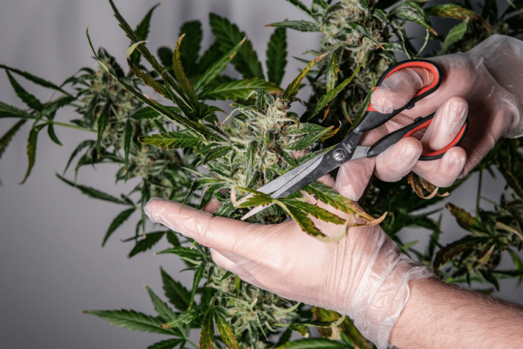 How To Top Marijuana Plant