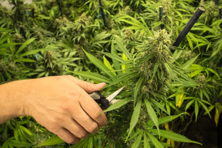 How To Trim Marjiuana Plants