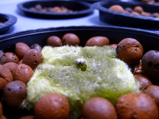 Planting auto-flowering seeds with hydroponics