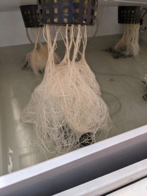 Marijuana plant roots growing using hydroponic system