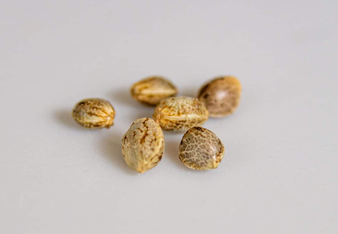 Are All Auto-Flowering Marijuana Seeds Feminized?
