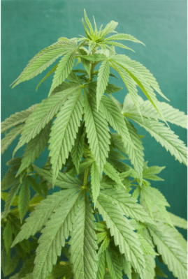 marijuana plant grown from seed