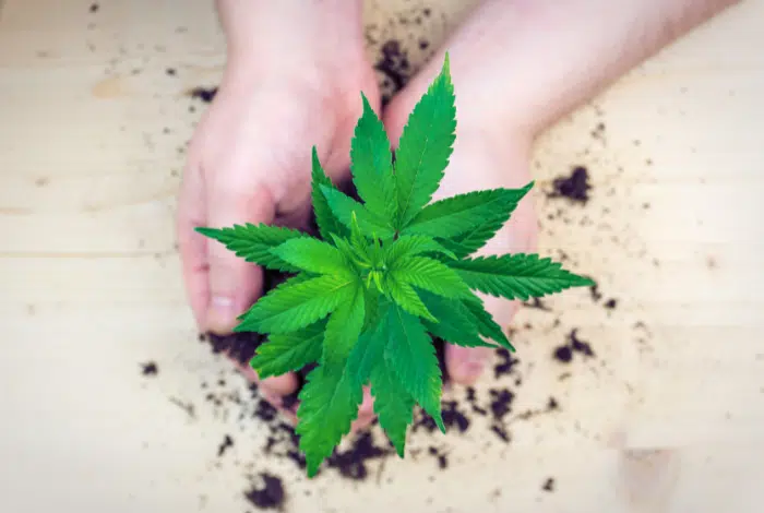 Best Soil For Auto-Flowering Seeds? Best Soil For Auto-Flowering Seeds?