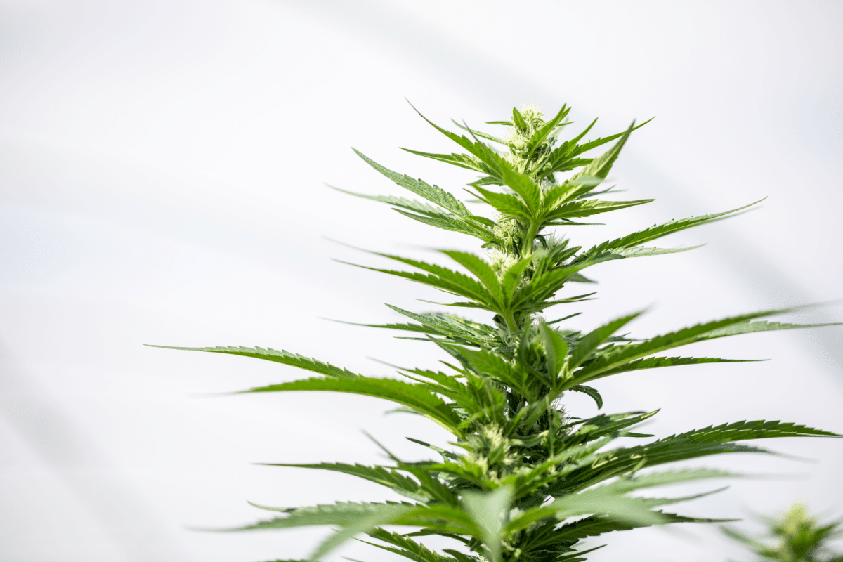 Marijuana Plant Yield