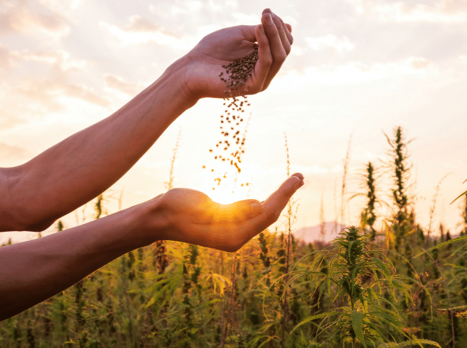 Marijuana Seeds And Plants