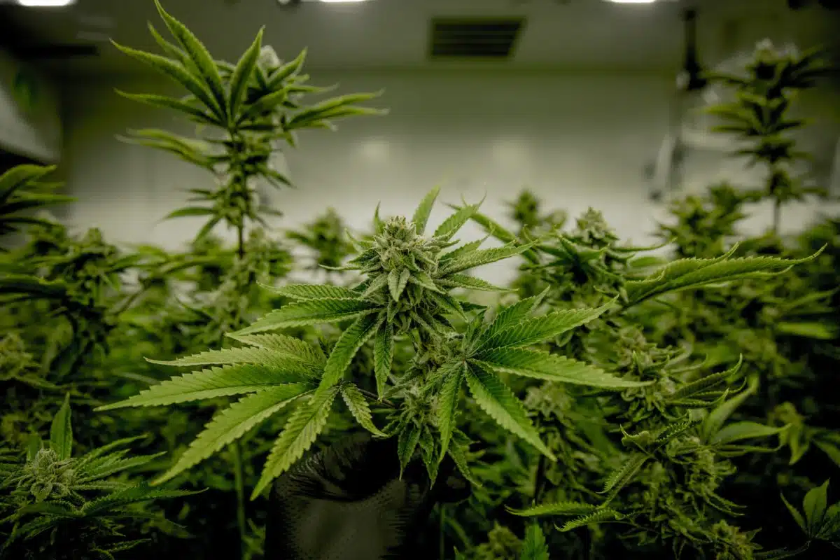 How Tall Do Autoflowers Get? Auto-Flower Cannabis Plants