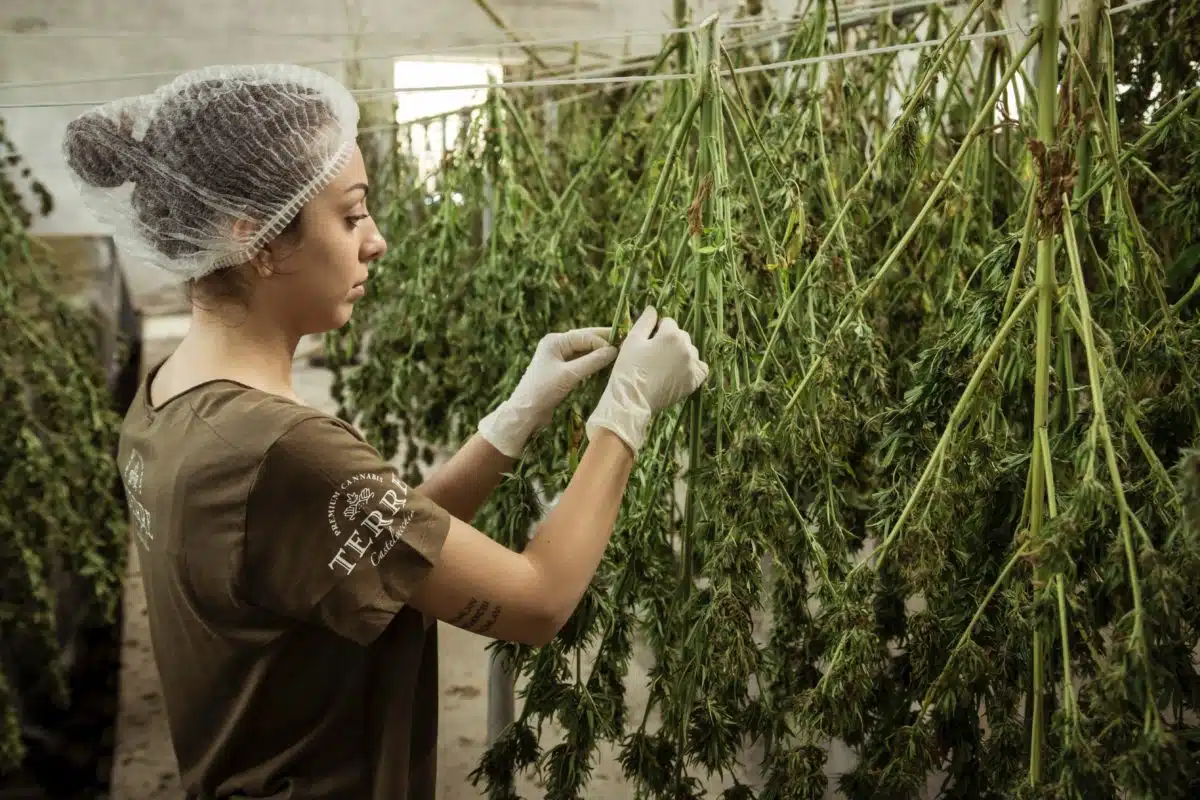 Best Marijuana Seeds To Grow Indoors How Long From Seed To Harvest Marijuana