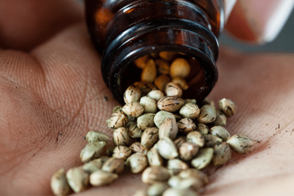 Pack of marijuana seeds 