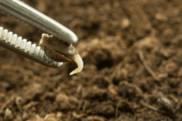 Germination marijuana seed being planted